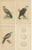 These four antique bird prints are part of a set depicting a tawny eagle, Pallas's sea eagle, booted eagle, and their...