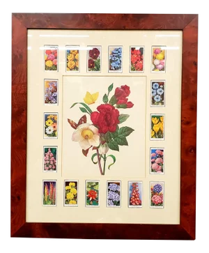 Vintage Framed Botanical Cigarette Cards
