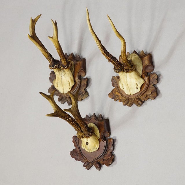 Rustic European Set of Three Antique Roe Deer Trophies on Carved Plaques Germany Ca. 1900 For Sale - Image 3 of 7