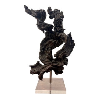 Vintage Coastal Burl Wood Sculpture on Lucite Base, Natural Fantasy Form For Sale