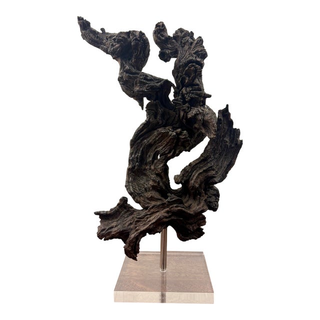 Vintage Coastal Burl Wood Sculpture on Lucite Base, Natural Fantasy Form For Sale
