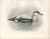 After Lilian Medland, Eider, 1909, Print For Sale - Image 3 of 8