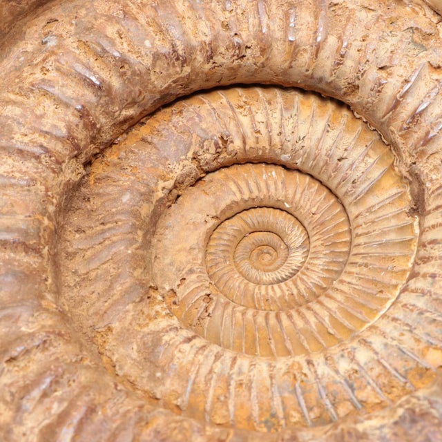 Stone Large Ammonite Fossil Unique Accent For Sale - Image 7 of 16