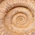 Stone Large Ammonite Fossil Unique Accent For Sale - Image 7 of 16