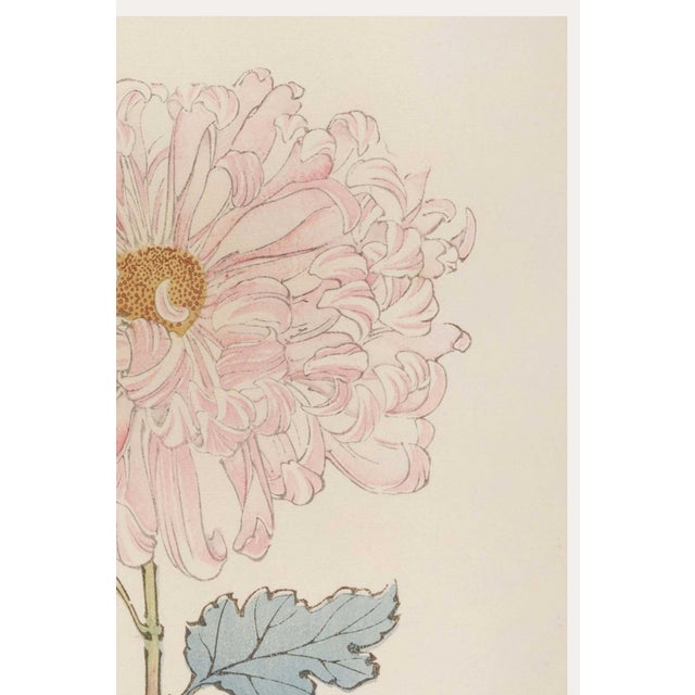 Japanese Vintage Blush Mum by Hasegawa, Japanese Botanical Art Print For Sale - Image 3 of 8