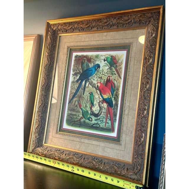 Printmaking Materials Vintage Tropical Birds III Framed Lithograph Print by Cassell For Sale - Image 7 of 7