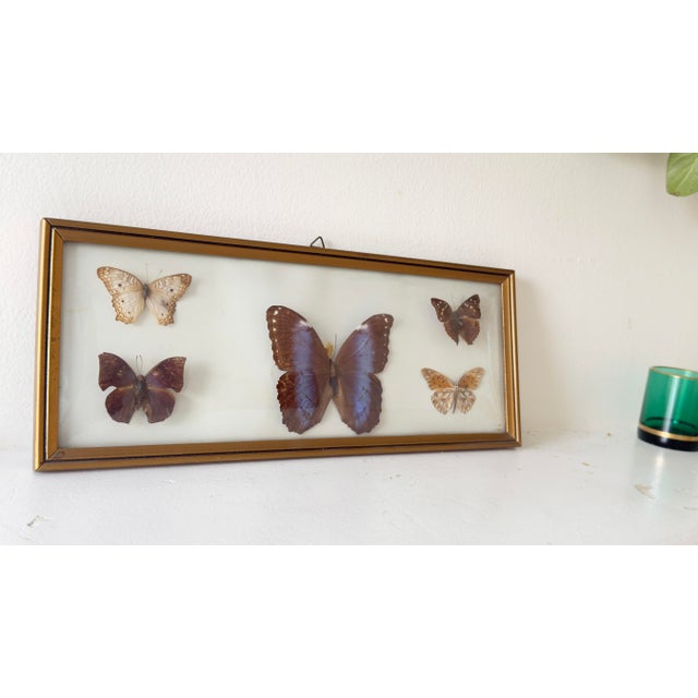 This vintage 1970s pair of framed Morpho butterfly specimens features large, iridescent blue butterflies, likely Morpho...