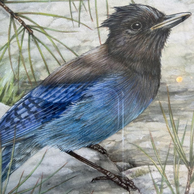 Blue 1990s Jane Maday Original Signed Watercolor Steller's Jay Poudre Canyon Framed For Sale - Image 8 of 14