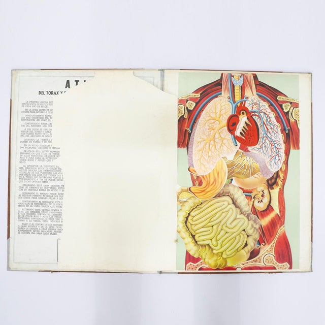 Original Vintage Medical Prints, Head, C.1950 For Sale - Image 4 of 4