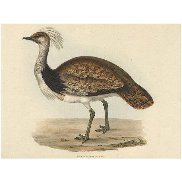 Ruffed Bustard, 1832, Paper For Sale