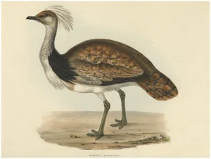 Ruffed Bustard, 1832, Paper