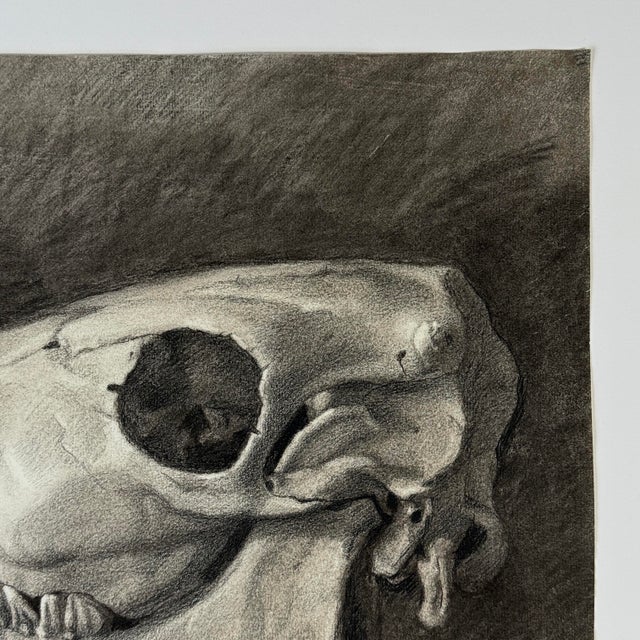 Traditional Vintage Italian Realist Still Life of a Cow Skull, Signed (Charcoal on Wove Paper) For Sale - Image 3 of 6