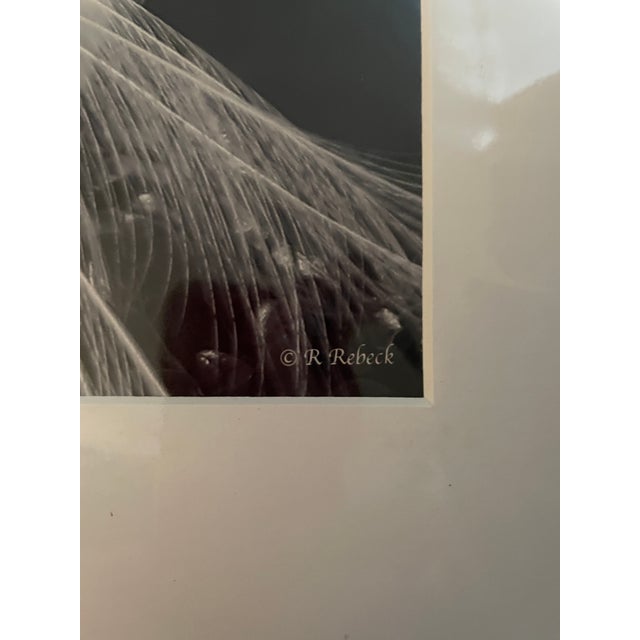 Contemporary Lot of 3 New Matted B&w Original Photographs Signed by Robin Rebeck For Sale - Image 15 of 16