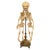 Antique 19thC Anatomical Conjoined Syncephalus Twins Skeleton Medical Model 1860 For Sale - Image 15 of 17