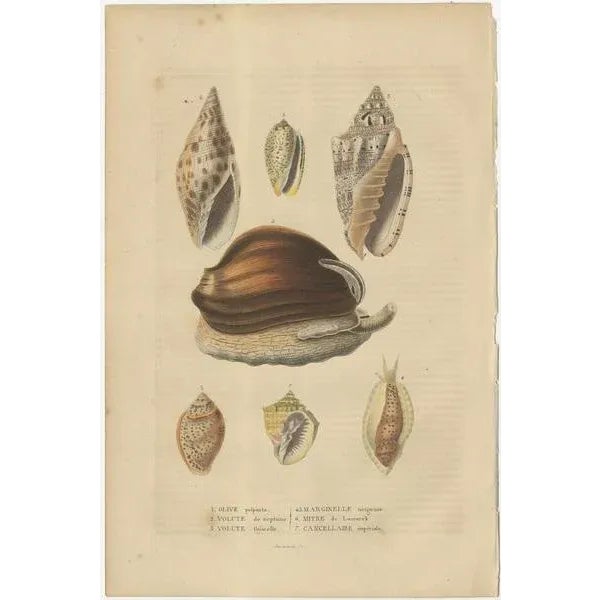 The engravings depict a variety of marine organisms, specifically mollusks, which include both gastropods and bivalves....