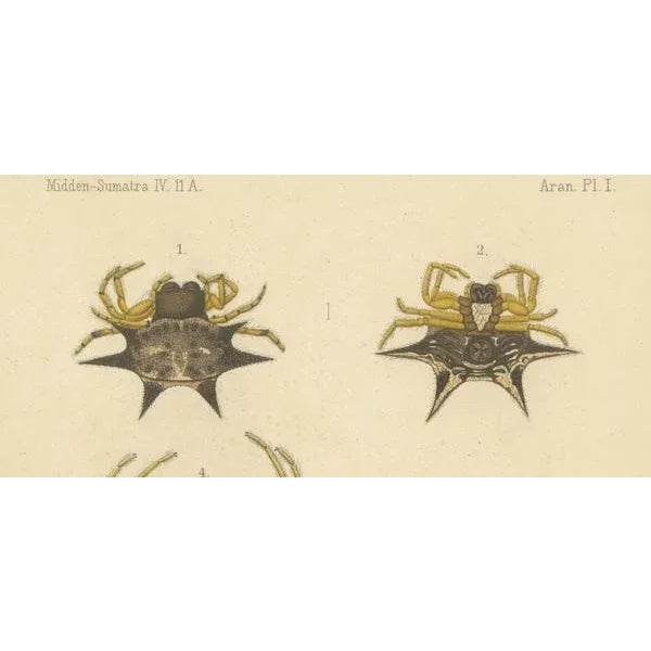 R.d.V and A.J.W, Sumatra Gasteracantha Spiders, 1887, Paper For Sale - Image 3 of 10