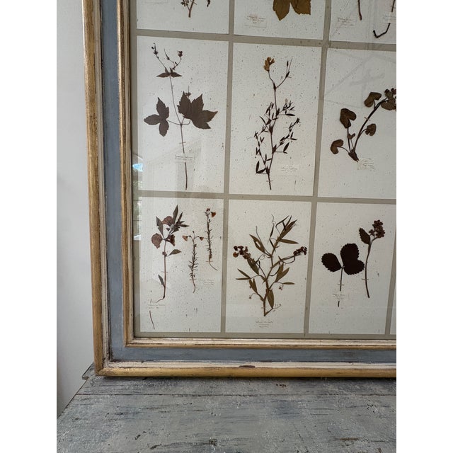 Large 19th Century French Mounted Botanical Herbiers For Sale - Image 16 of 16
