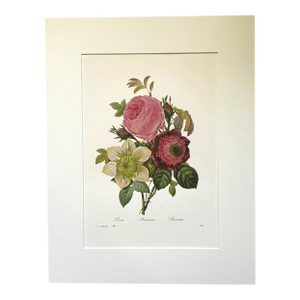 Vintage Pierre-Josephe Redouté Print in 14x18 Mat-Roses, Anemone and Clematis