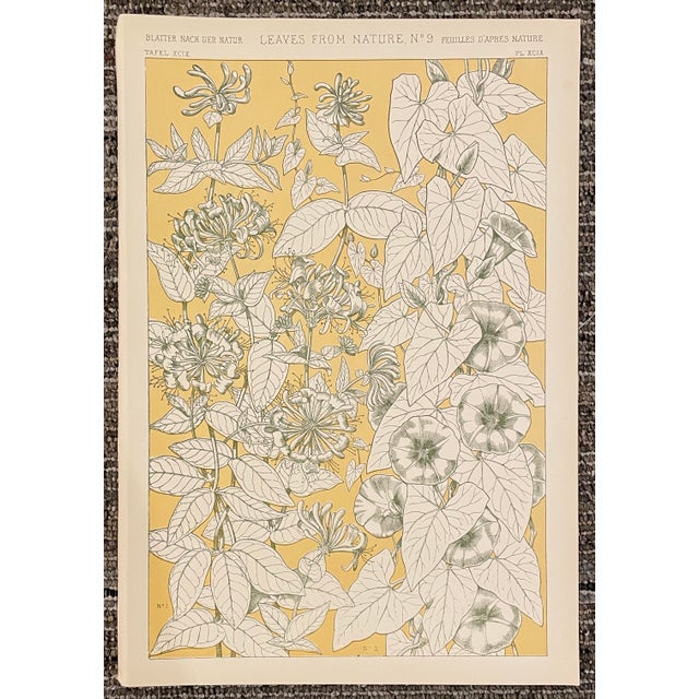 "Leaves From Nature No. 9" chromolithograph plate from a 1910 printing of Owen Jones (1809-1874) "Grammar of Ornament" the...