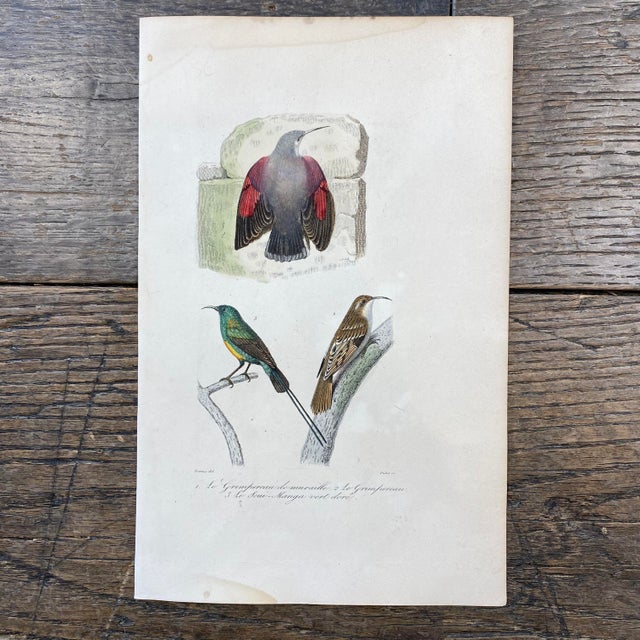 Super high quality in this lovely historical French 18th Century bird engraving! Signed Travies del and Oudet Sc. Bought...