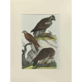 Johann Friedrich Naumann, Red Kite, Etching, 1840 For Sale