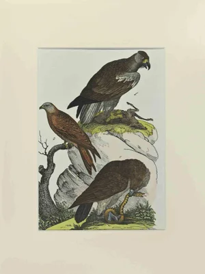 Johann Friedrich Naumann, Red Kite, Etching, 1840