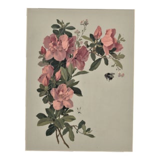 C1880 French Botanical Chromolithgraph, Matted For Sale