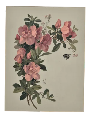 C1880 French Botanical Chromolithgraph, Matted