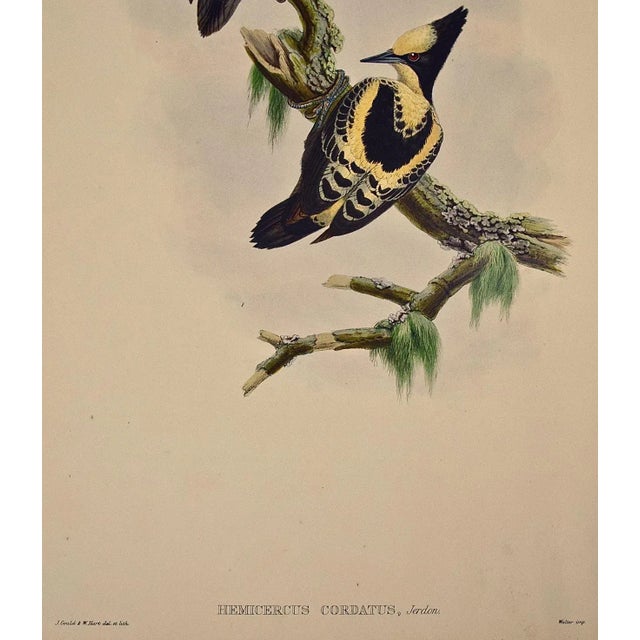 Mid 19th Century Heart Spotted Woodpeckers: A 19th C. Gould Hand-Colored Lithograph, 1850 For Sale - Image 5 of 6