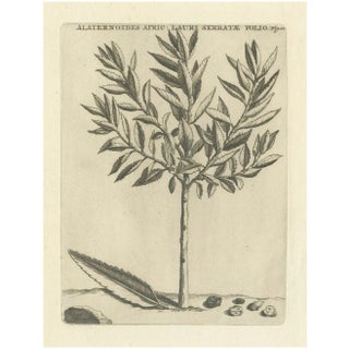 Commelin, African Alaternoids Lauri Serratae, 1706, Print For Sale
