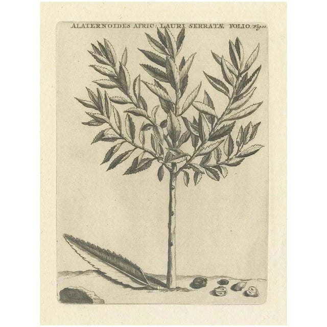 Commelin, African Alaternoids Lauri Serratae, 1706, Print For Sale