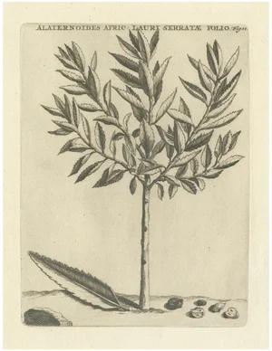 Commelin, African Alaternoids Lauri Serratae, 1706, Print