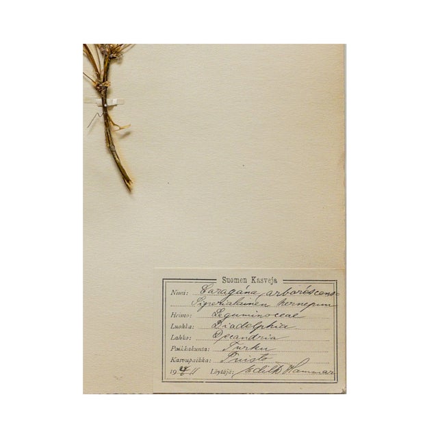 1910s Antique Finnish Herbarium - Siberian Pea Tree, Circa 1911 For Sale - Image 5 of 5