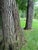English Pair of European Wrought Iron Estate Tree Guards, Early 20th Century For Sale - Image 3 of 6