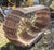 Contemporary 1970s Sculptural Slatted Wood Cocoon Daybed With Architectural Oval Frame For Sale - Image 3 of 17