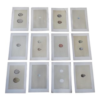 Authentic Antique 19th Century Hand Colored Egg Lithographs-Set of 12 For Sale