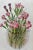 Illustration Antique W. Dickes & Co. Botnical Print Showcasing a Variety of Pink Flowers - Circa 1870 For Sale - Image 3 of 11