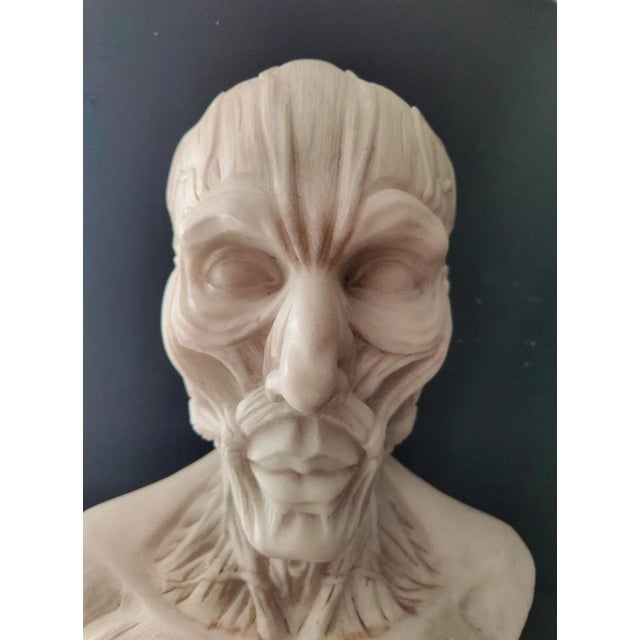 After Houdon, Anatomical Bust, Carrara Marble For Sale - Image 4 of 12