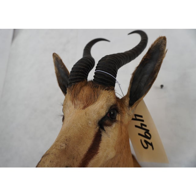 Springbuck Taxidermy Mount Bust Head For Sale - Image 11 of 15