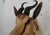 Springbuck Taxidermy Mount Bust Head For Sale - Image 11 of 15