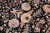 Shabby Chic Botanical 1990's Pak-Persian Black/Gold Wool Round Rug- 8'2'' X 8'3'' For Sale - Image 3 of 9