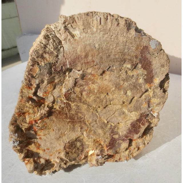 Large Petrified Wood Log For Sale - Image 9 of 13