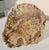 Large Petrified Wood Log For Sale - Image 9 of 13