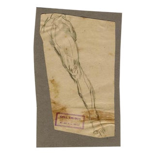 Luigi Galli, Leg, Original Drawing, Late 19th-Century For Sale