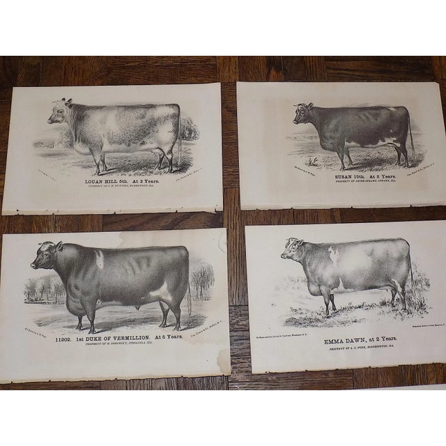 Realism Antique 19th C. Lithographs-Cattle-Set of 10 For Sale - Image 3 of 7
