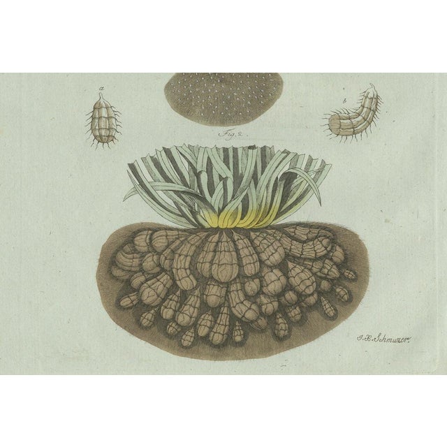 Bertuch, Tiger Nut, 1800, Engraving For Sale - Image 6 of 9