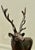 Metal Bronze Sculpture of a Stag Standing on a Rock on a Marble Plinth For Sale - Image 7 of 8