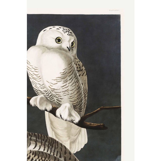 Illustration Snowy Owl, 1827 – John James Audubon Vintage Bird Art Print, 16" X 24" For Sale - Image 3 of 9