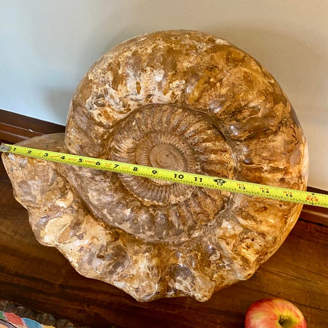 Large Ammonite Fossil Unique Accent For Sale - Image 15 of 16