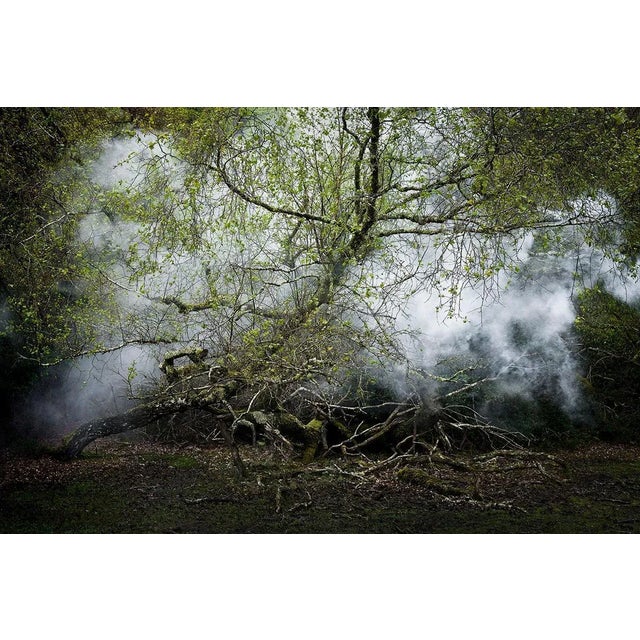 Between the Trees 13 is Digital C-Type print on Fuji Maxima Matte paper. Between the Trees 13 is available as a 60cm x...